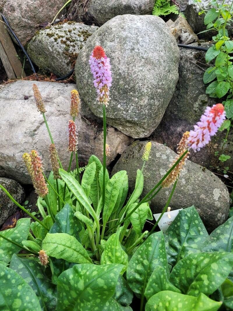 Primula 11