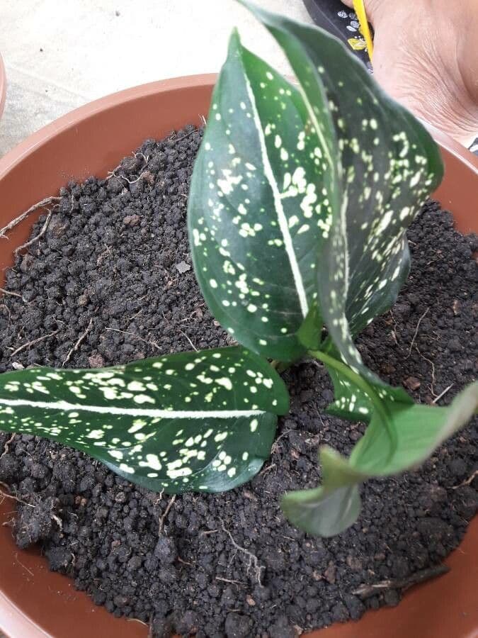 Aglaonema
