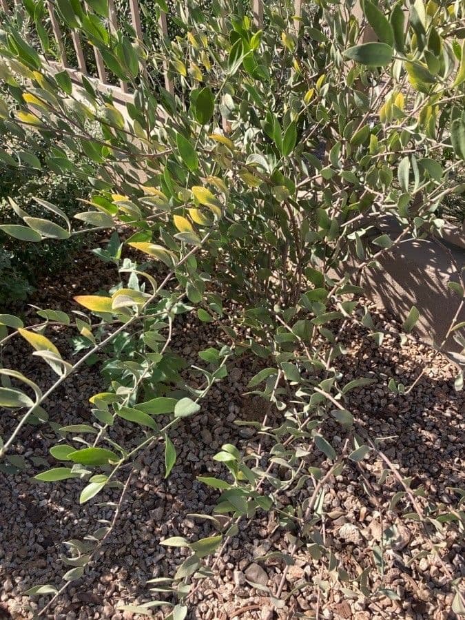 Jojoba 15