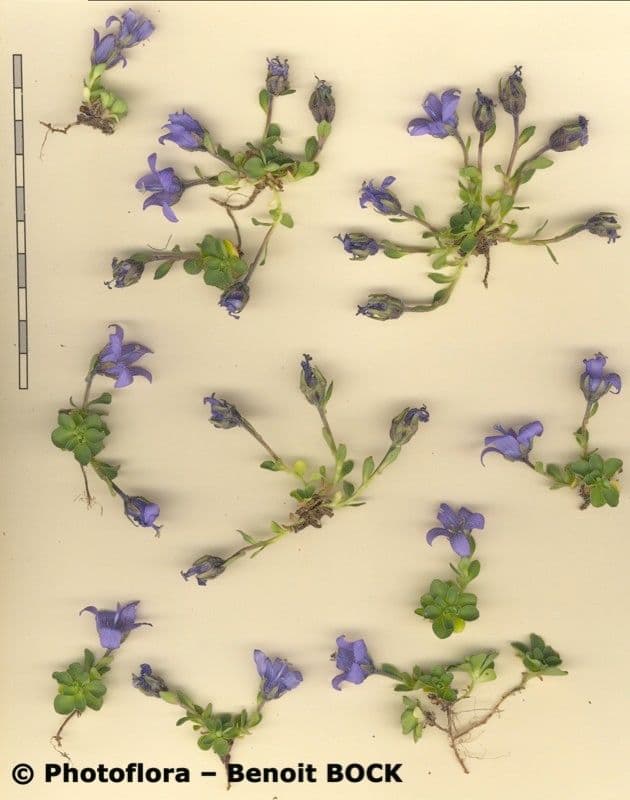 Campanula di Cenis 21