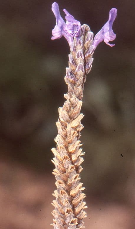 Lavanda