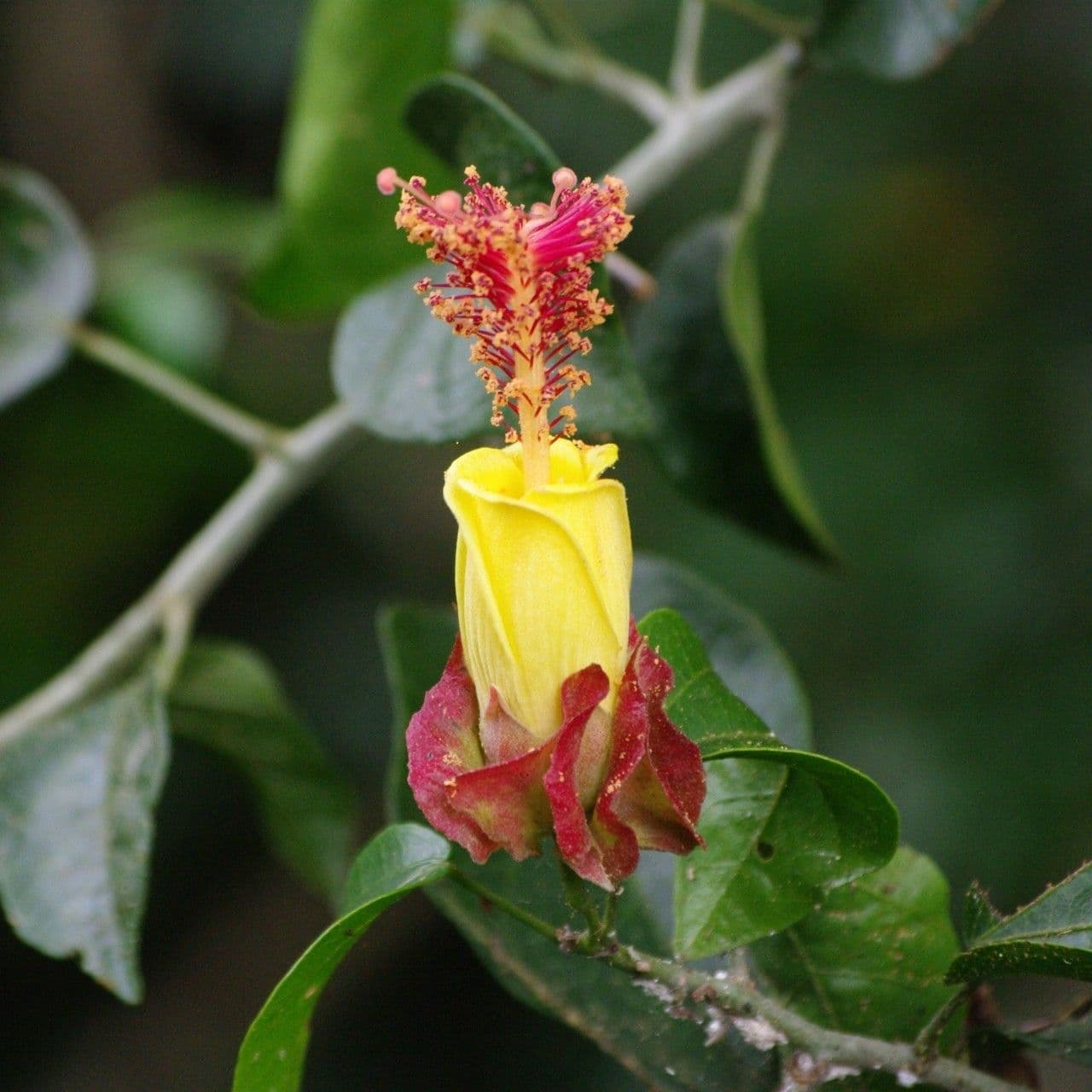 Hibiskus 4