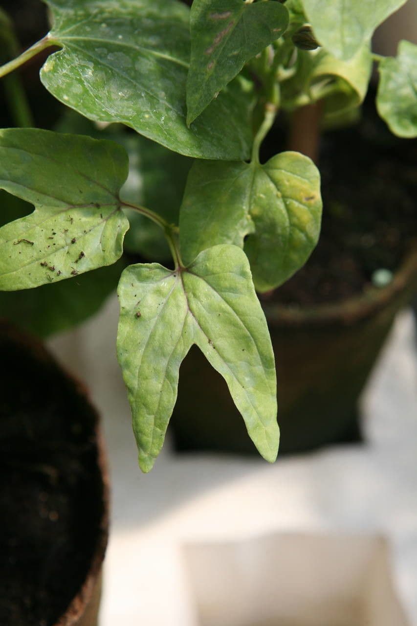 Ipomoea tricolor 14