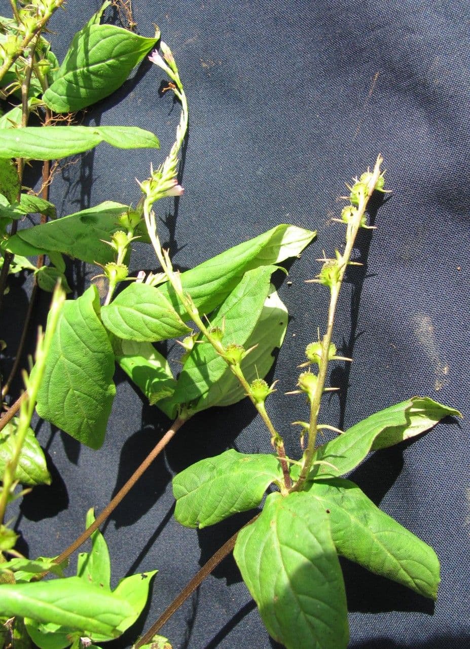 Spigelia 6