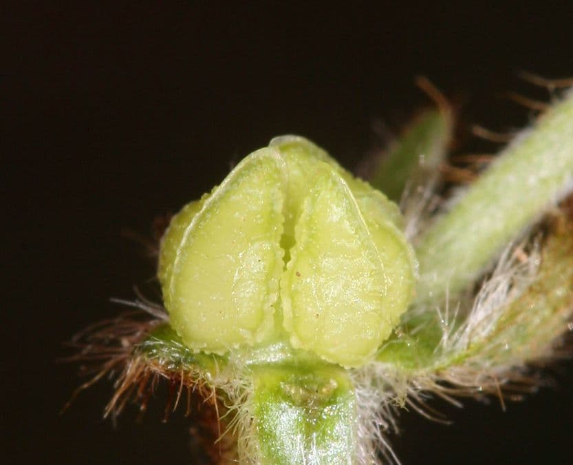 Plagiobothrys nothofulvus