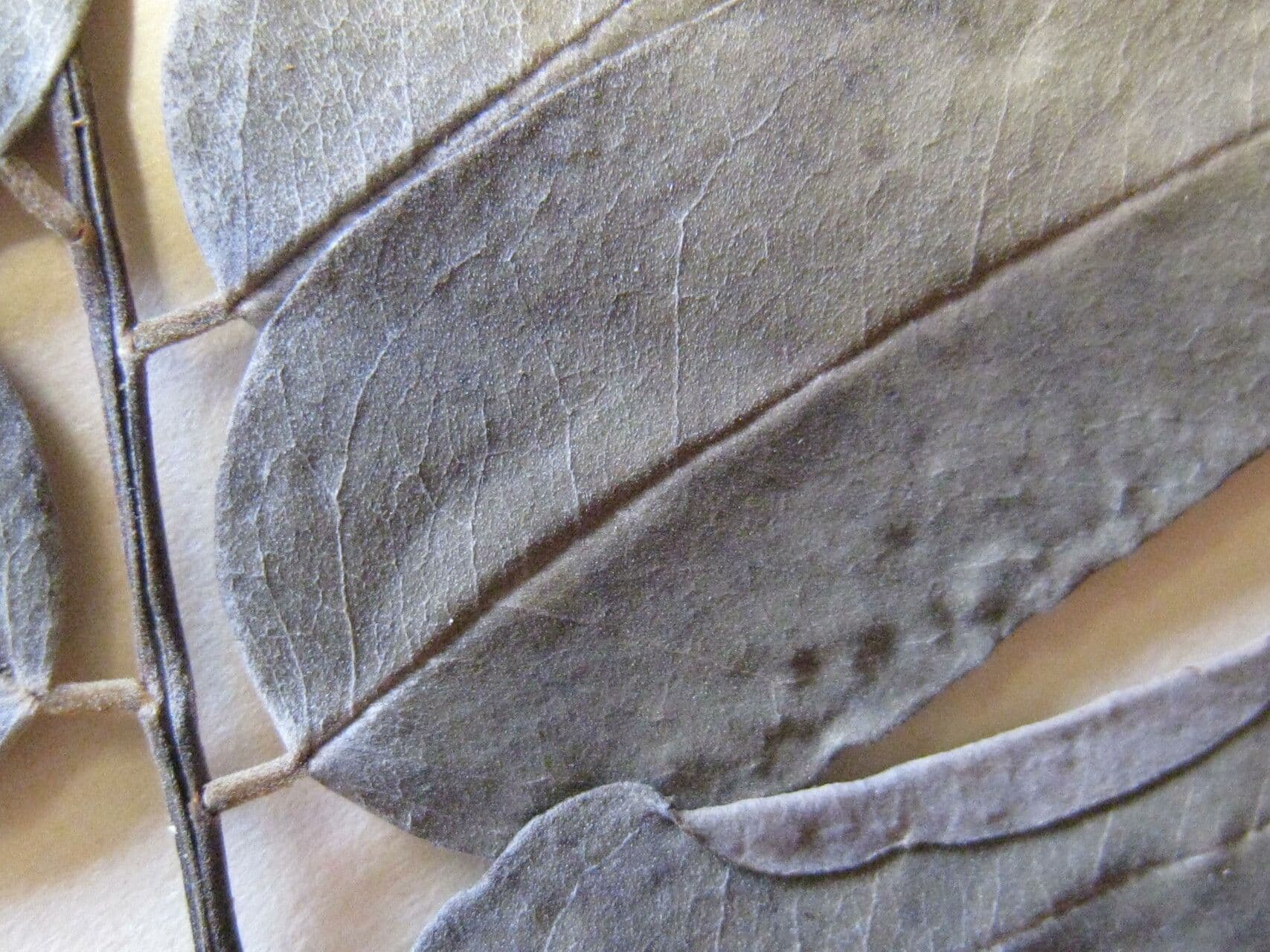 Hymenolobium 4