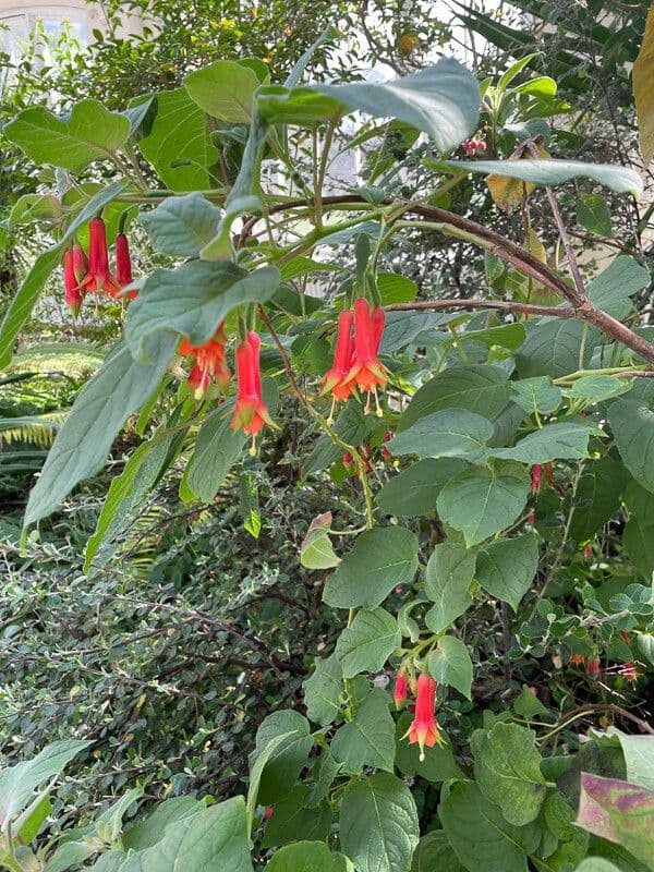 Fuchsien 9