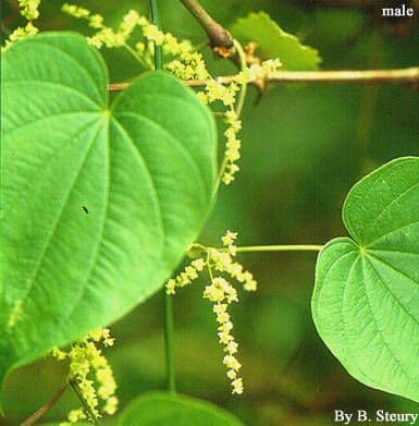 Dioscorea villosa 9