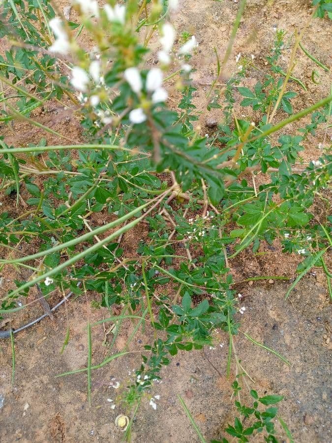 Cleome 5