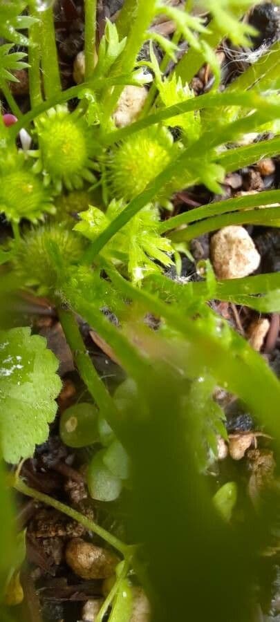 Soliva sessilis 8