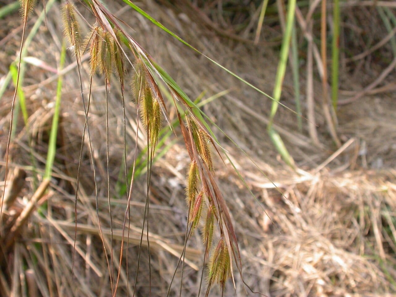 Themeda 5