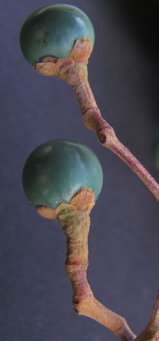Alloro tropicale