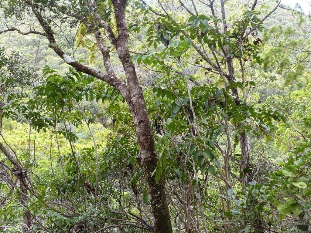 Delarbrea 9