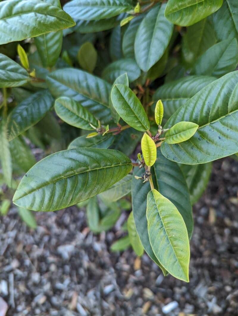 Frangula californica 7