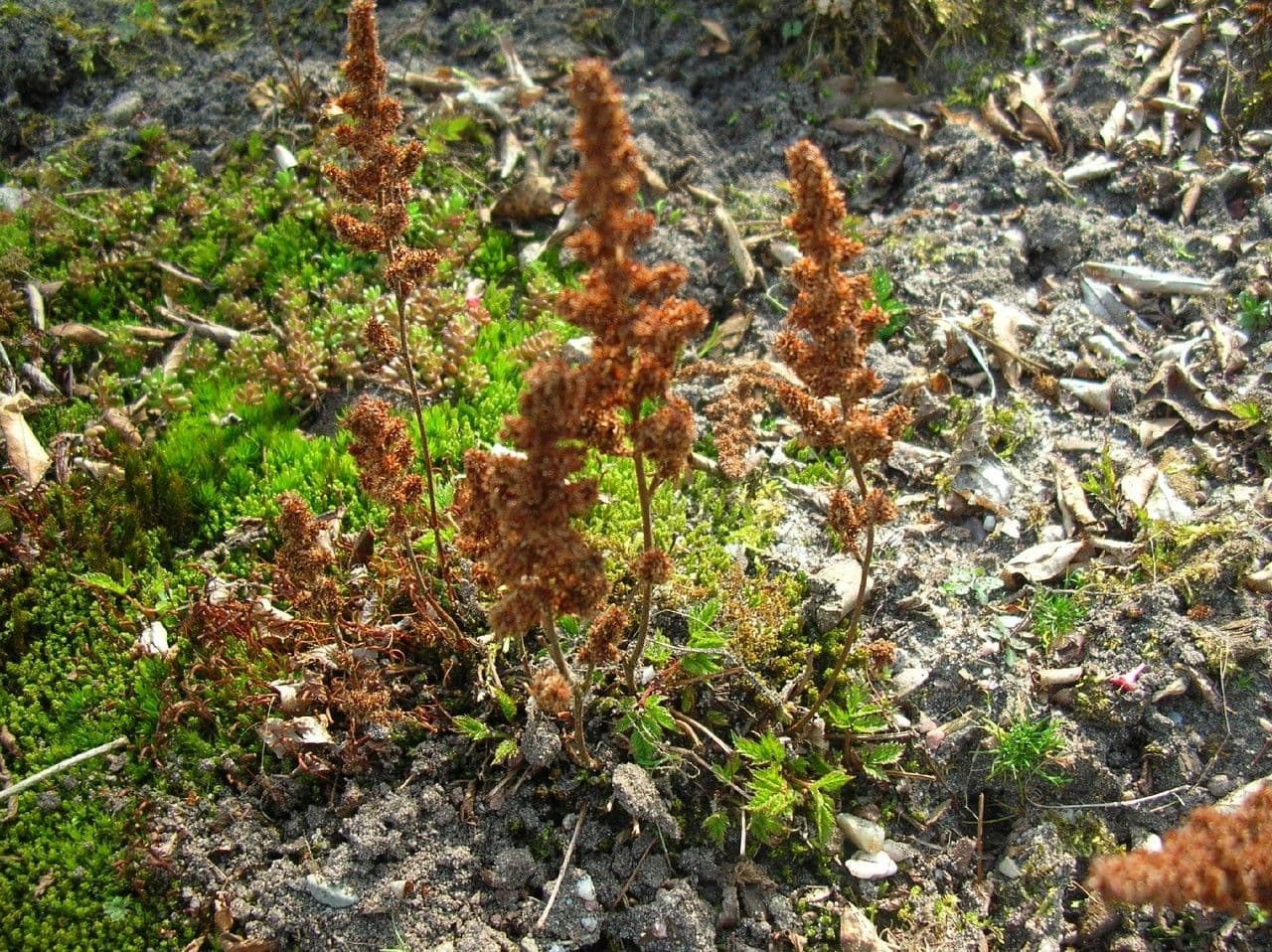 Astilbe 5