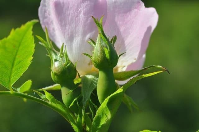 Rosa rugosa 3