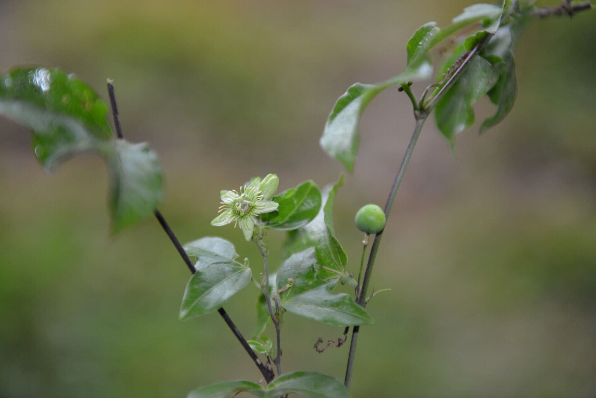 Stumpfblättrige Passionsblume 4