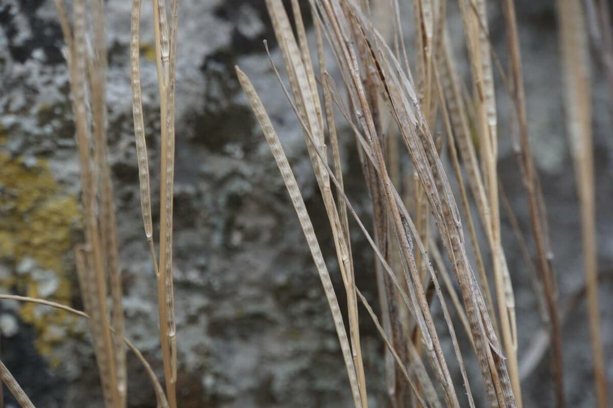 Arabis 3