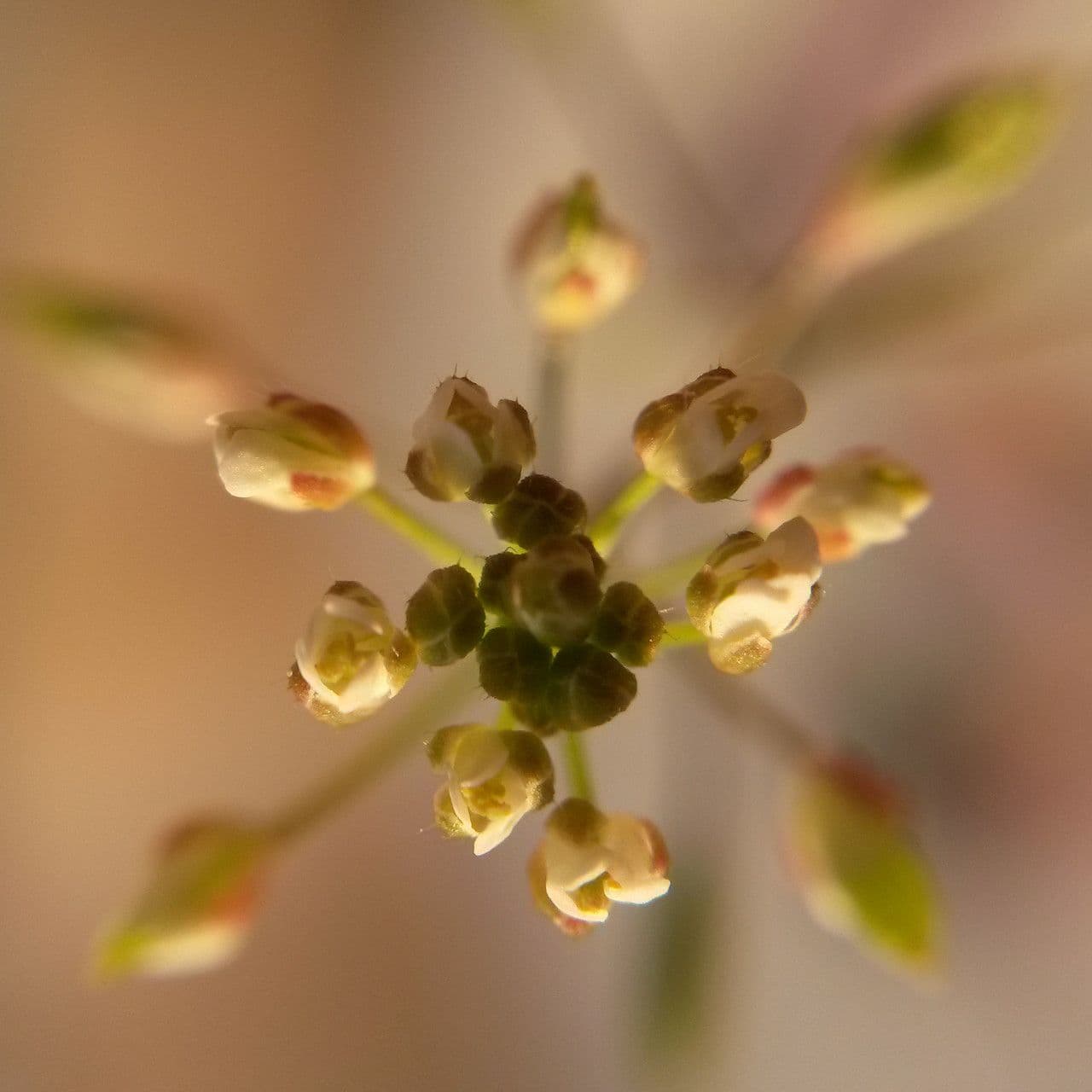 Draba murale 8