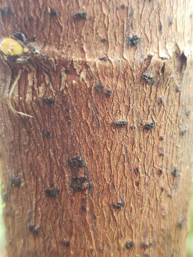 Albero serpente 8