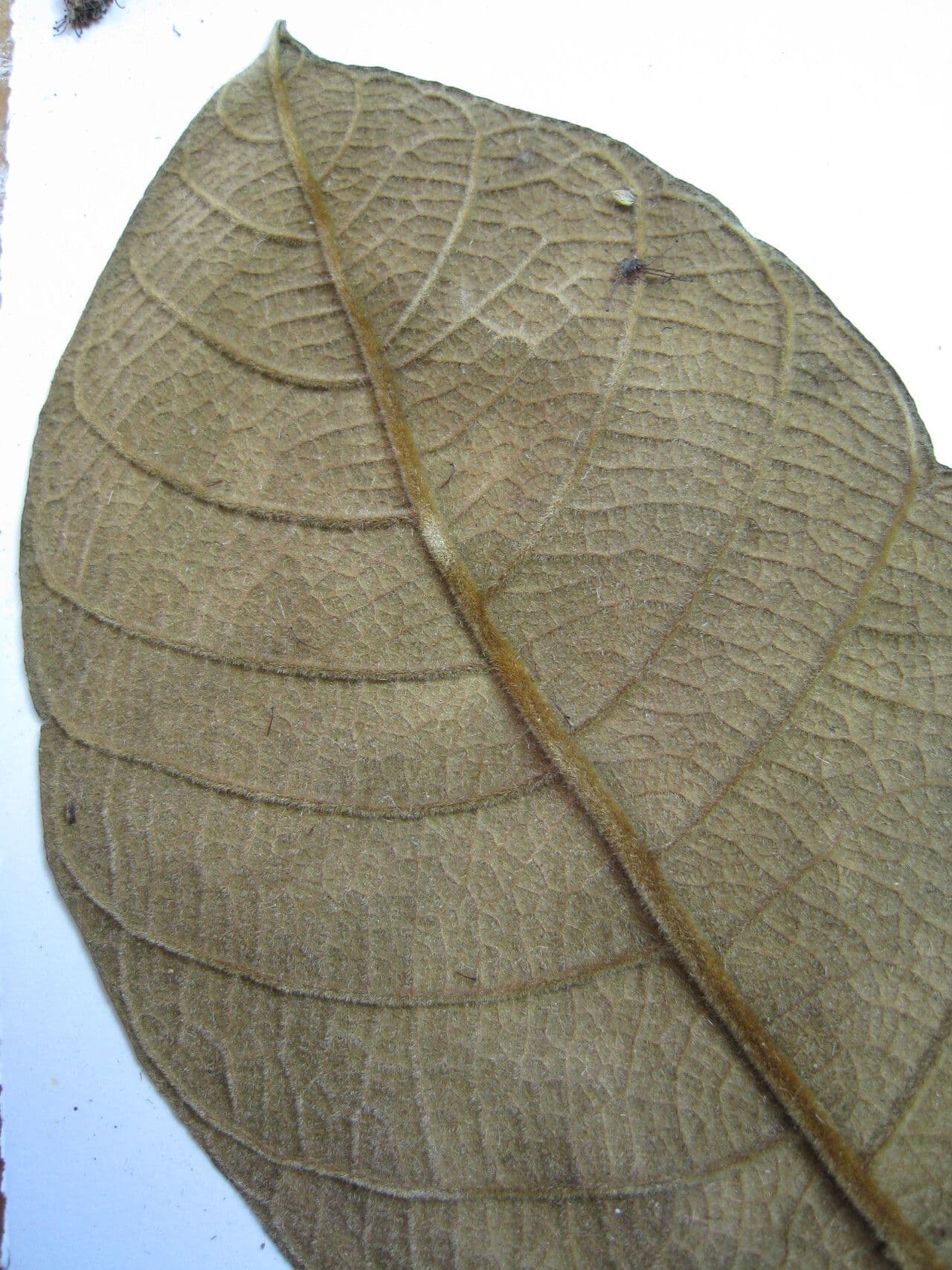 Drüsen-Hirtella 12