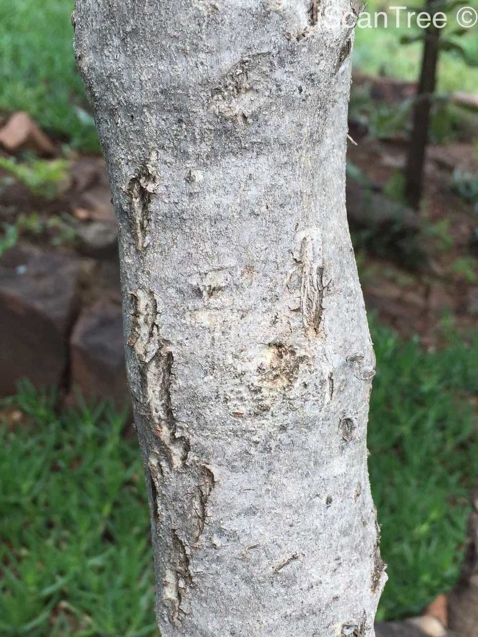 Afrocanthium 14