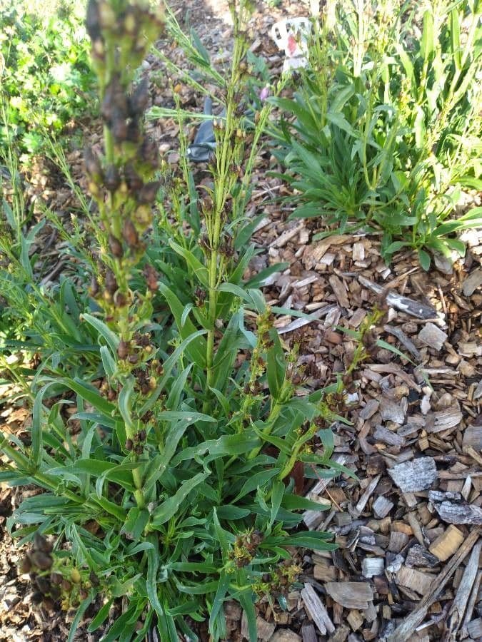 Penstemon hladký 11