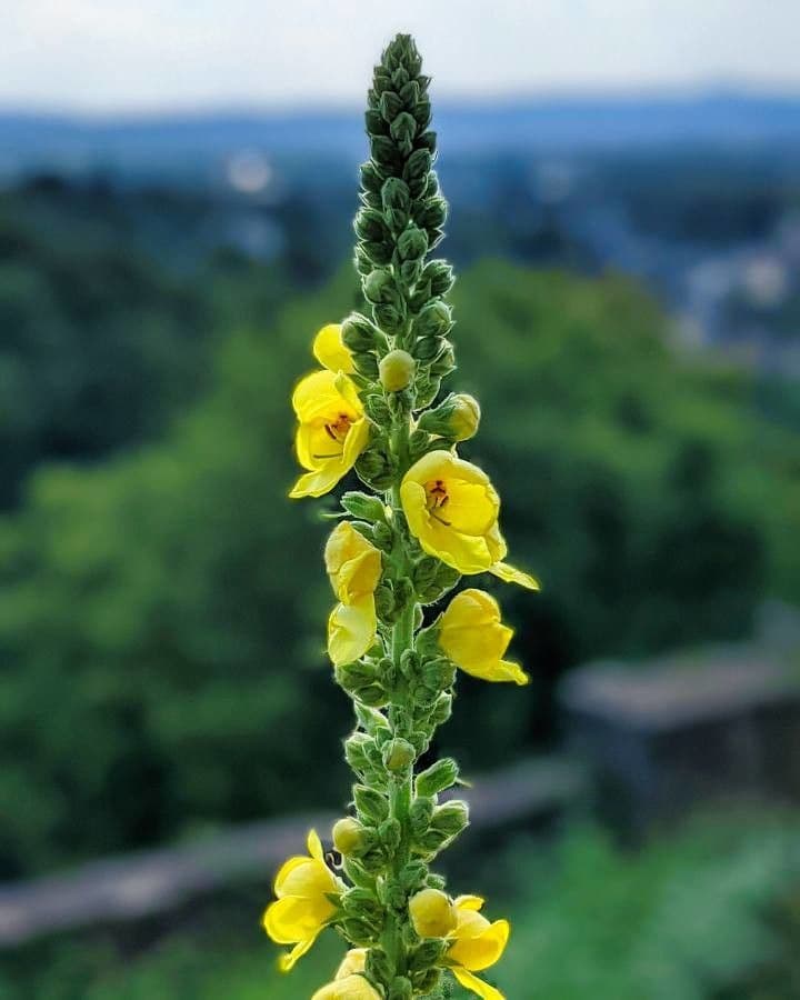 Großblütige Königskerze 6