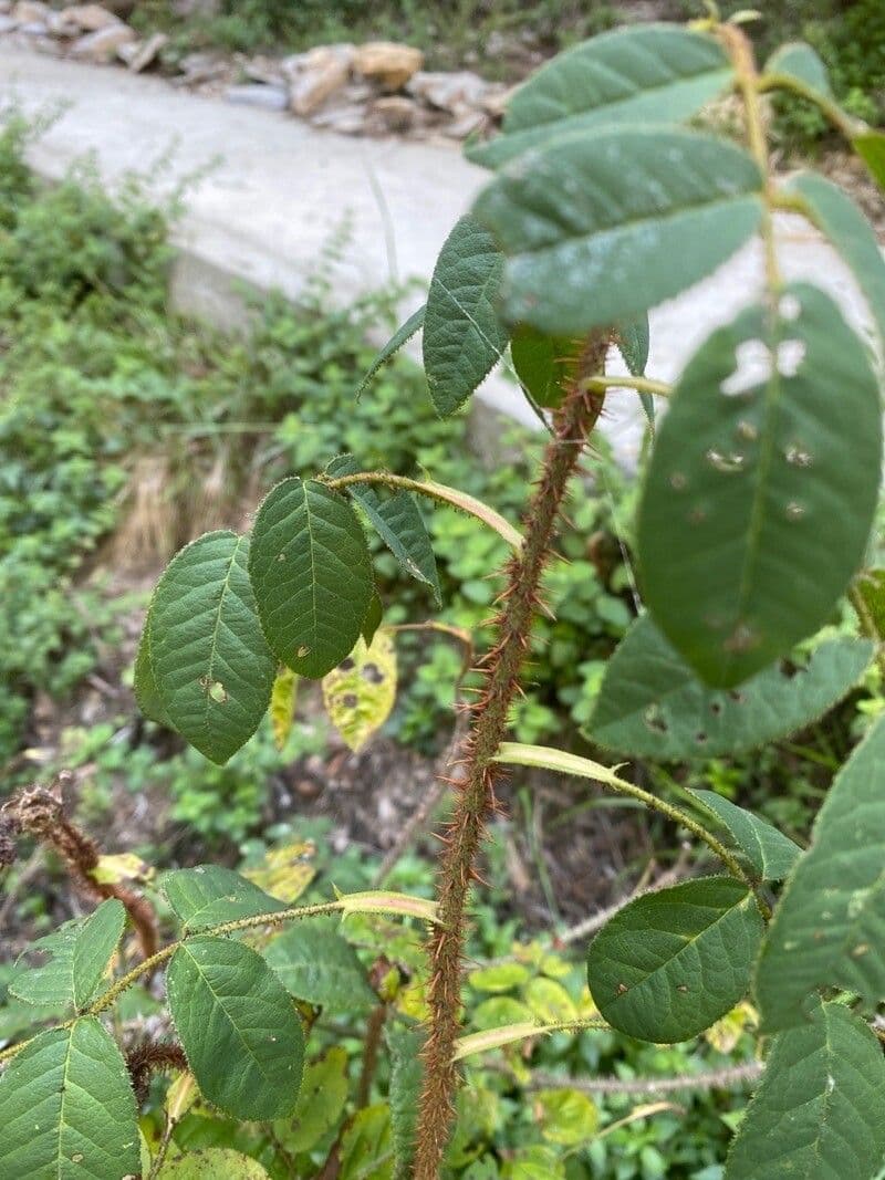 Rosa centifolia 10
