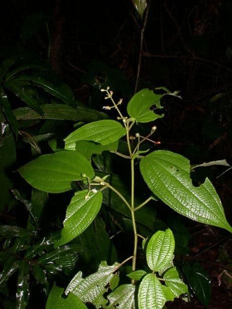 Miconia 19