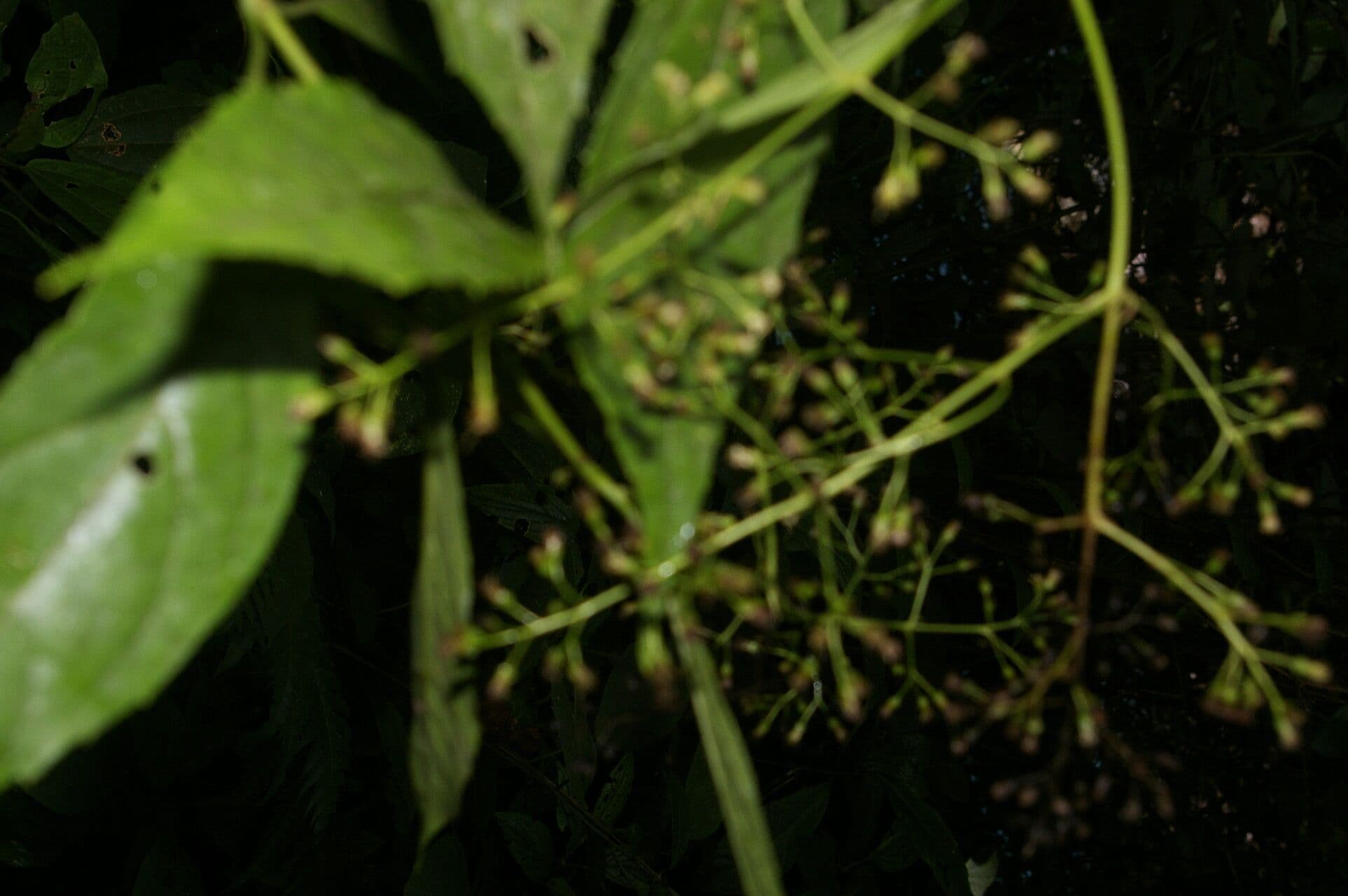 Koanophyllon 8