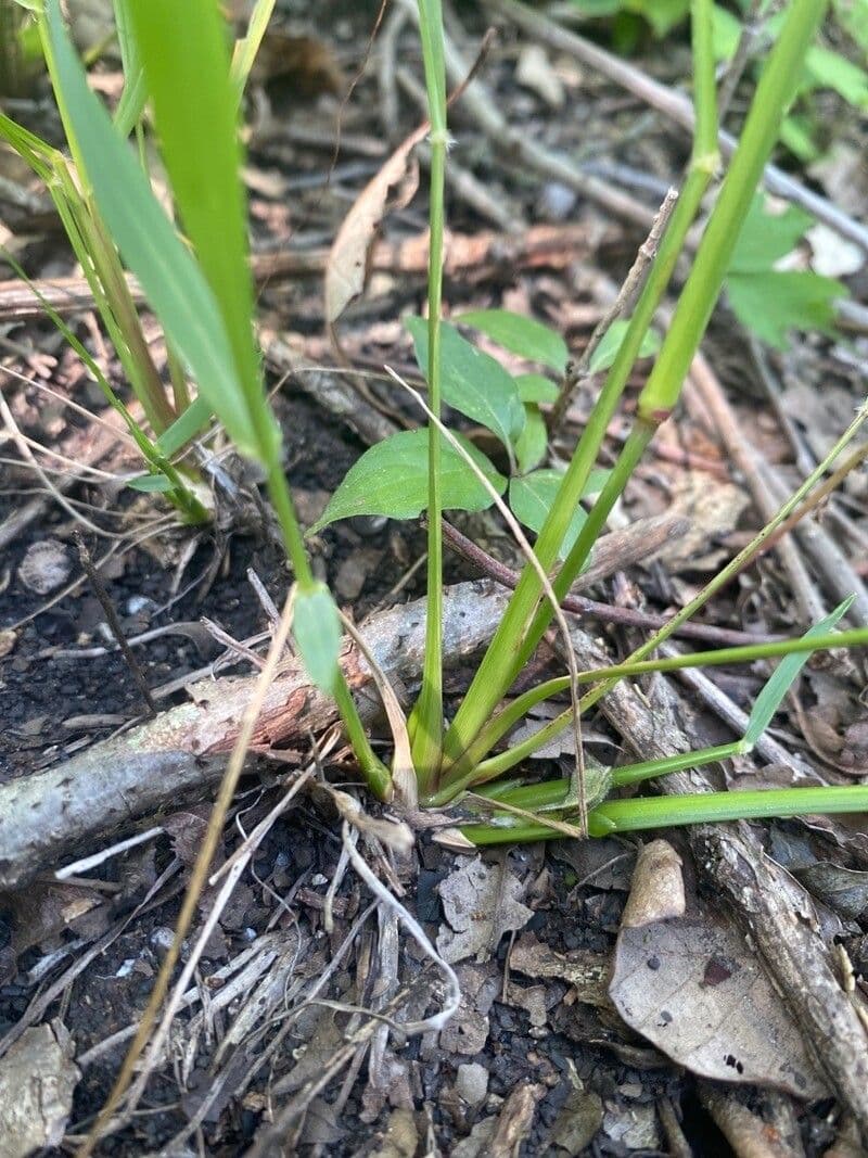 Tridens flavus 16