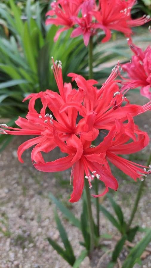 Nerine 3