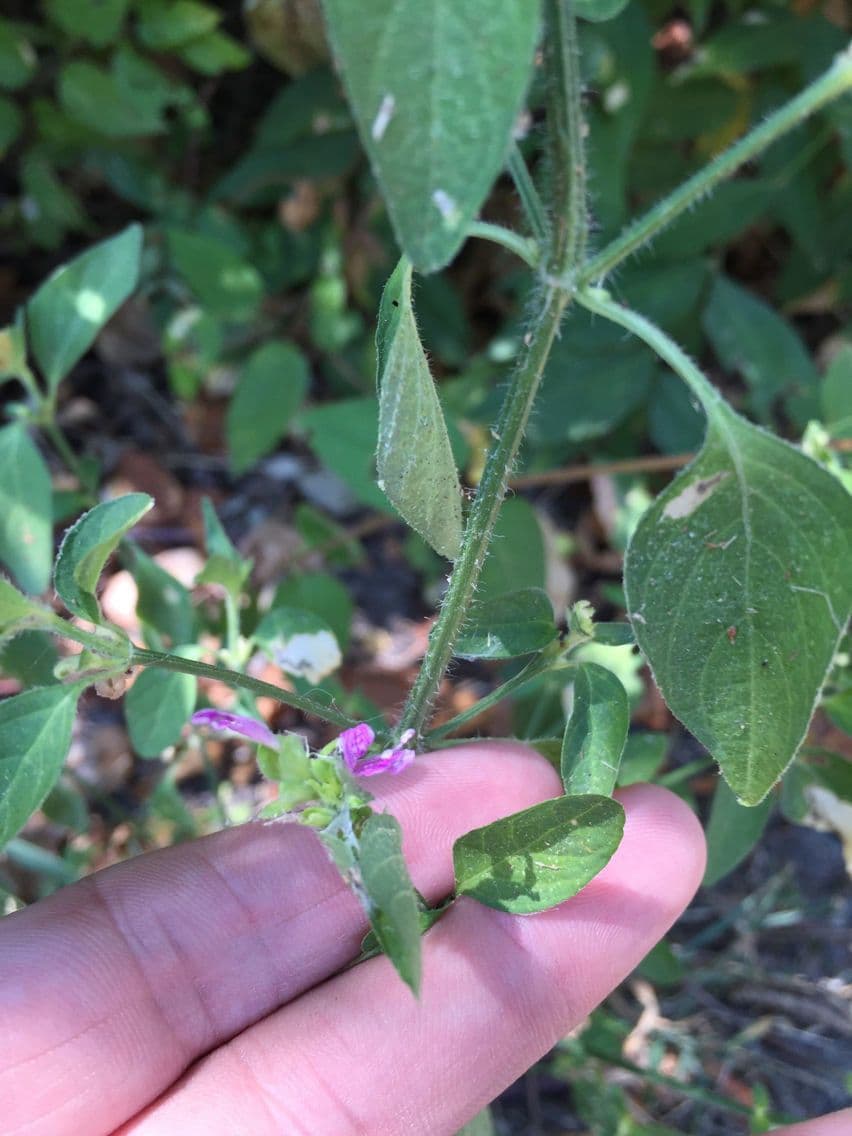 Ala piegata ramificata 7