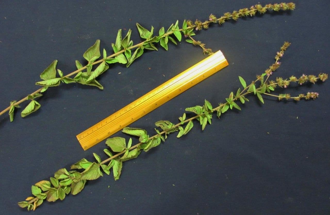 Melochia villosa 20