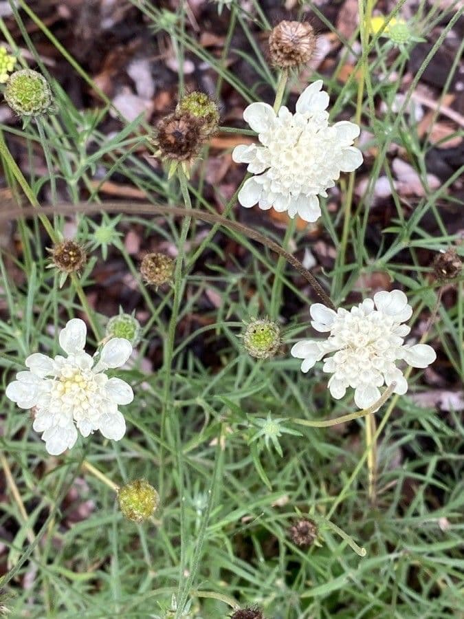 Ockergelber Witwenblumen 7