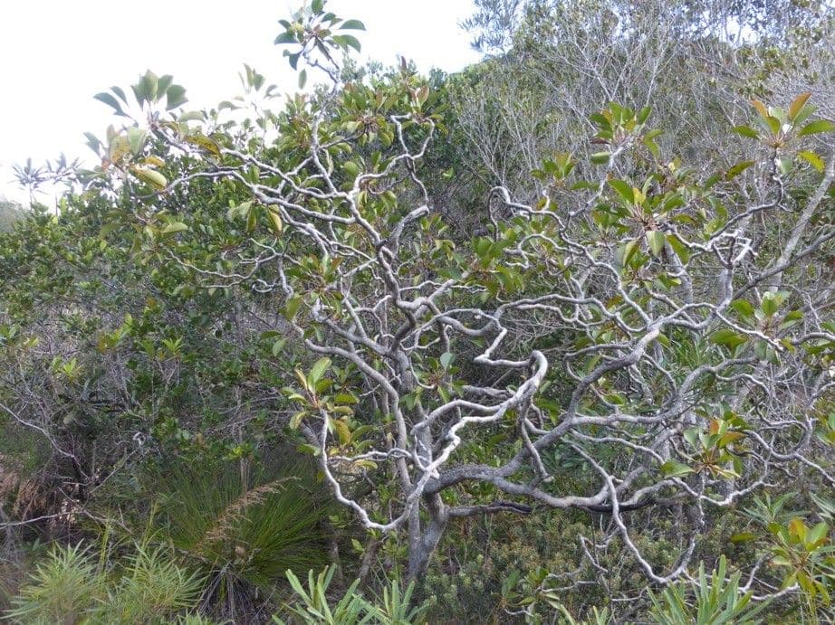 Polyscias 5