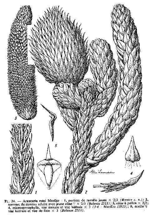 Araucaria 16