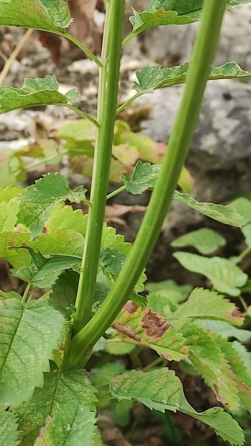 Sanguisorba canadese 17