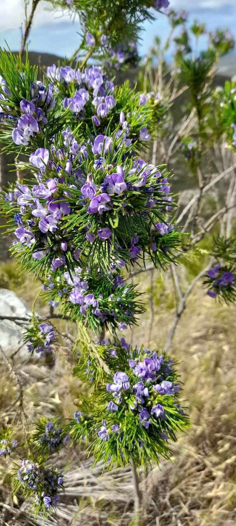 Psoralea 7