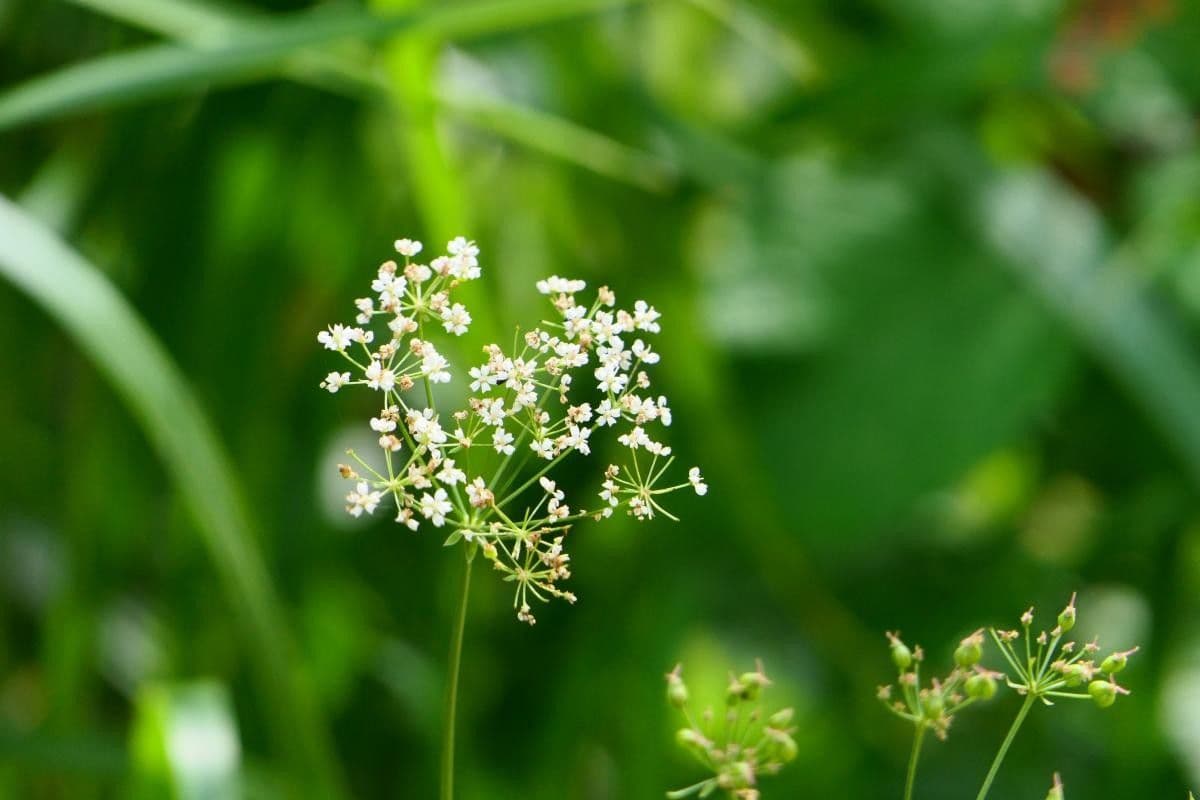 Physospermum della Cornovaglia 5