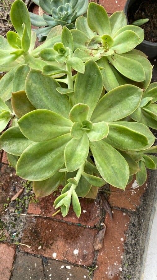 Aeonium 11