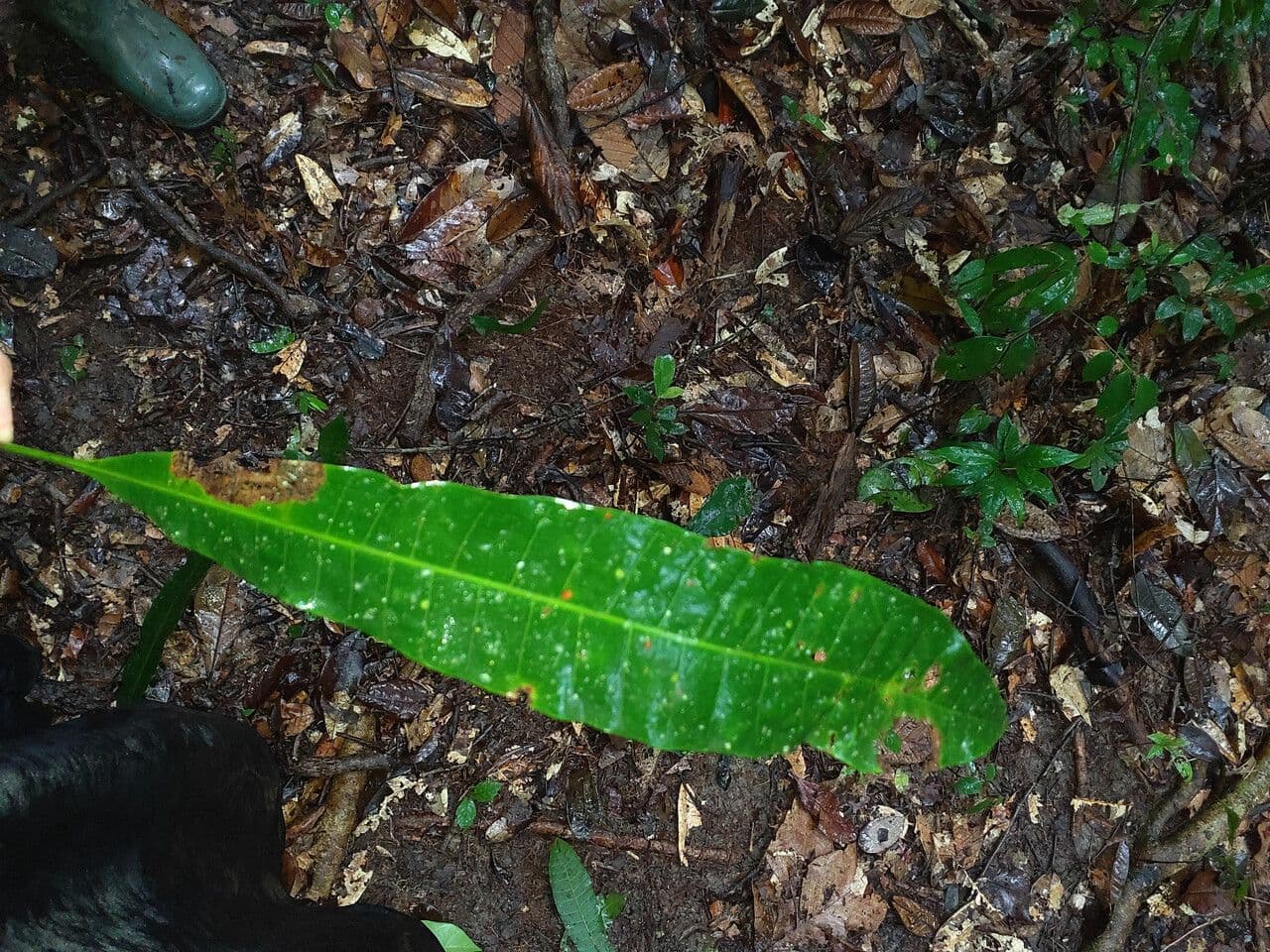 Spruce Cashew 5