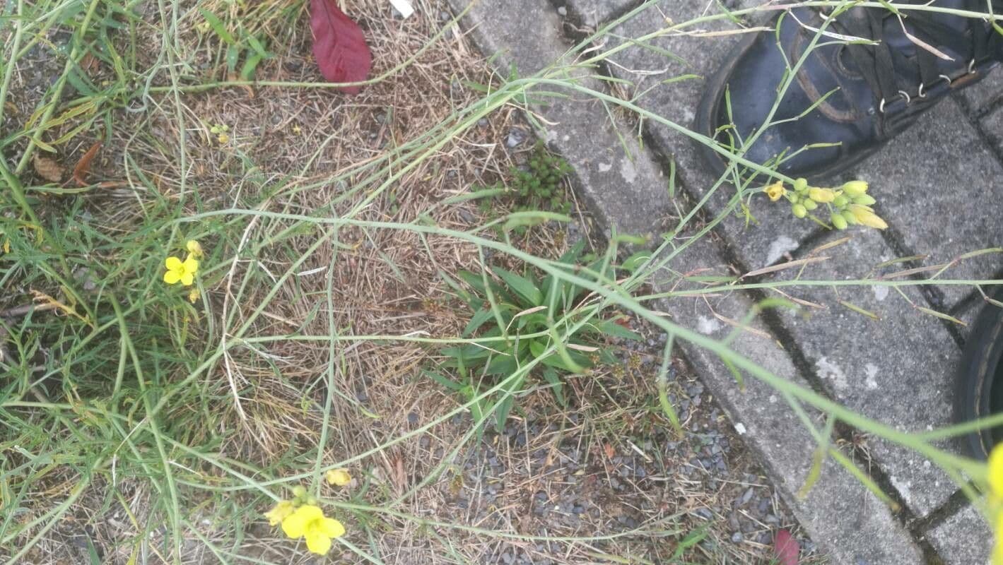 Diplotaxis à feuilles étroites 27