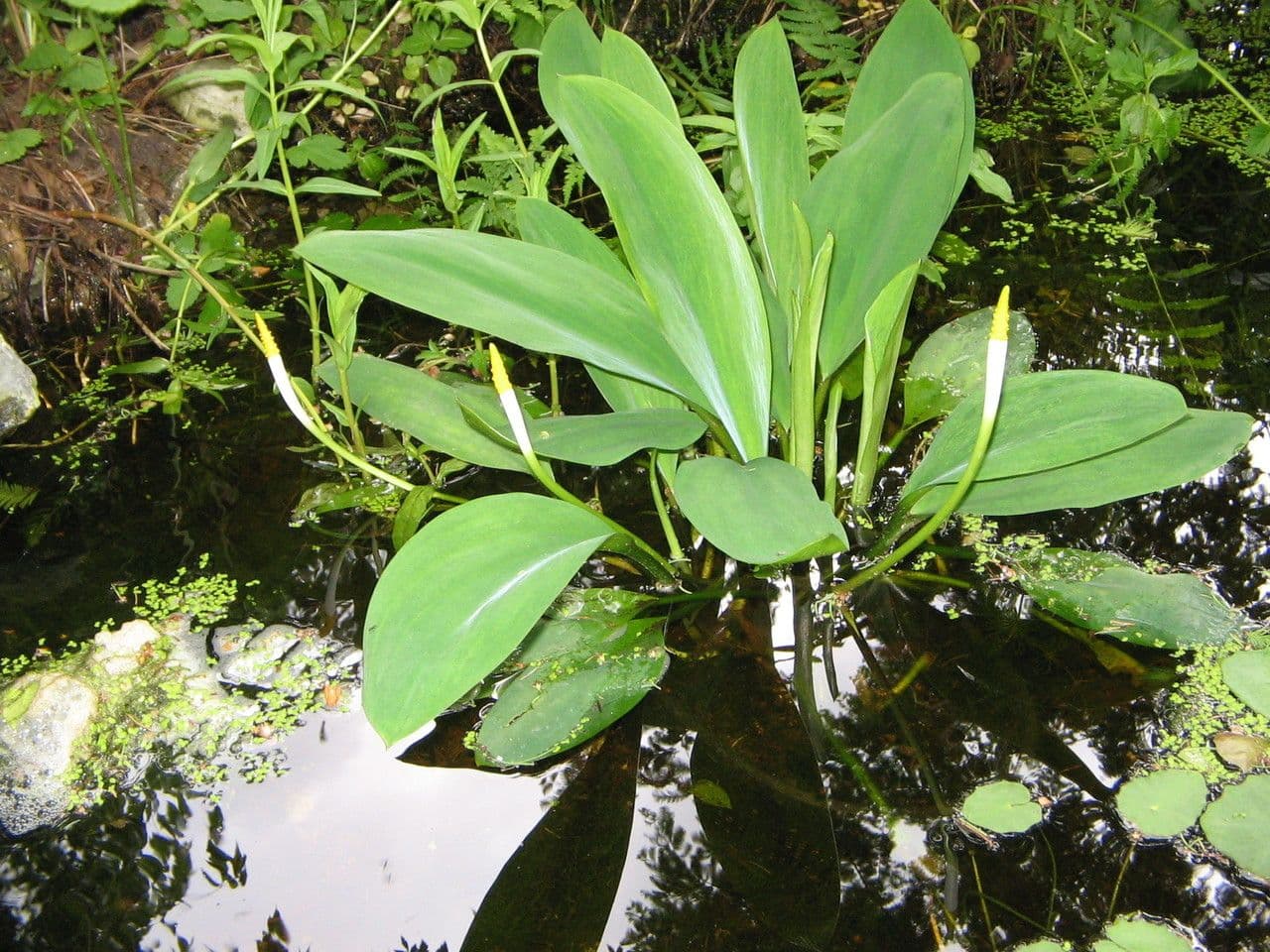 Orontium acquatico 9