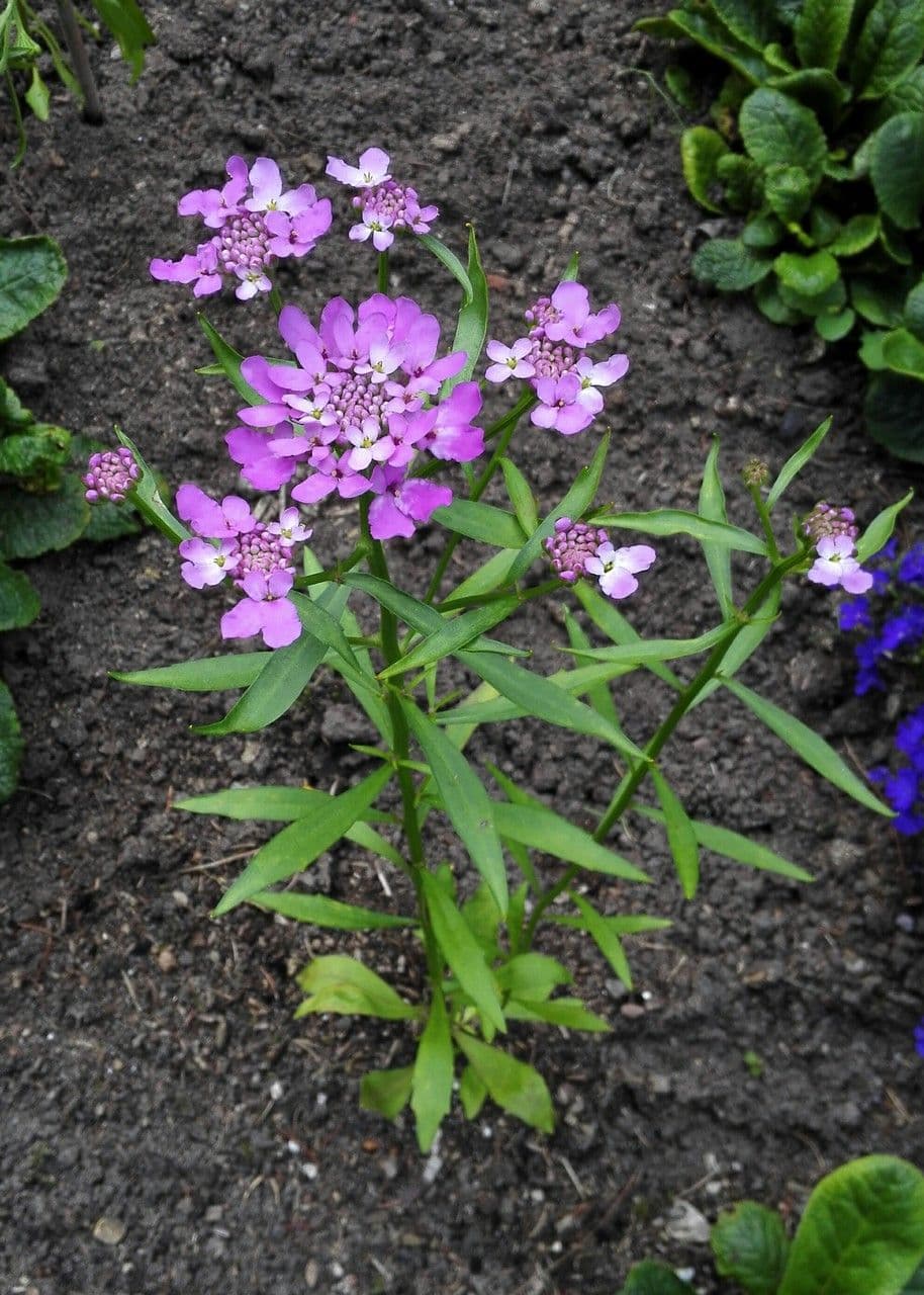 Iberka okolíkatá 8