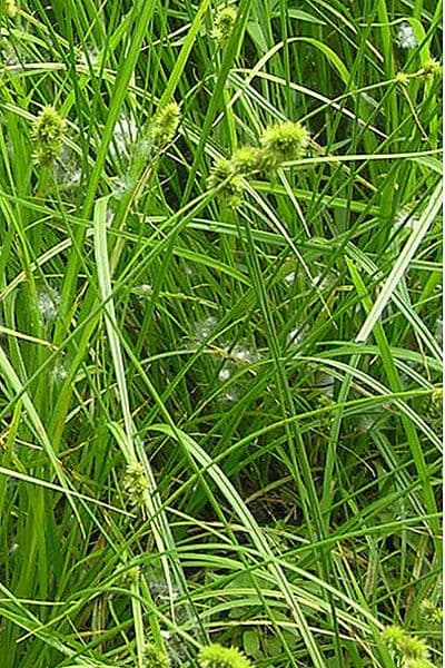 Carex normal 6