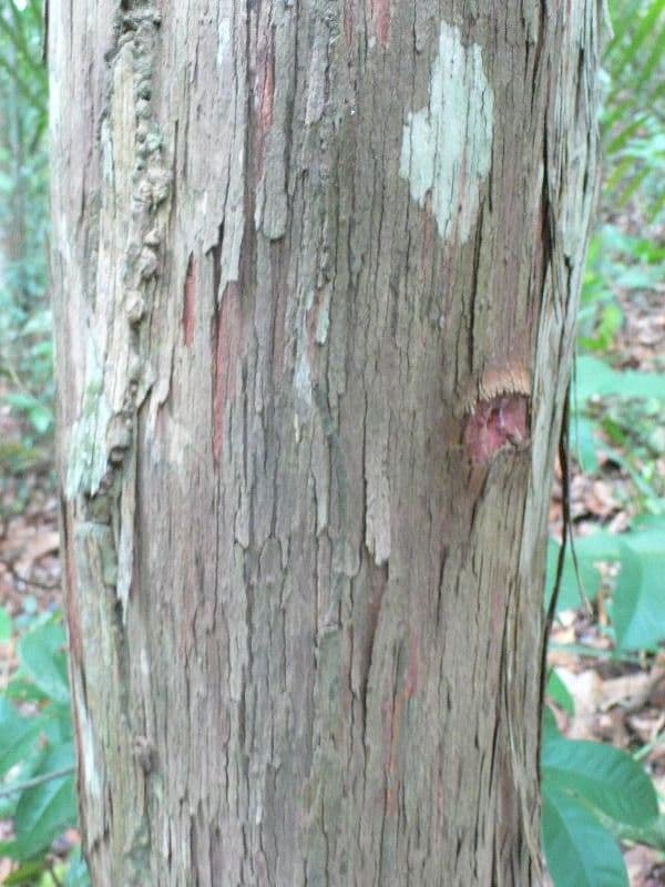 Chaetocarpus 6