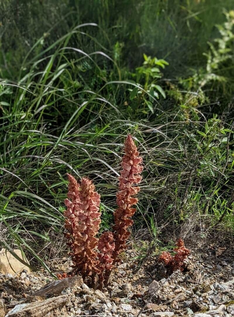 Orobanca variegata 6