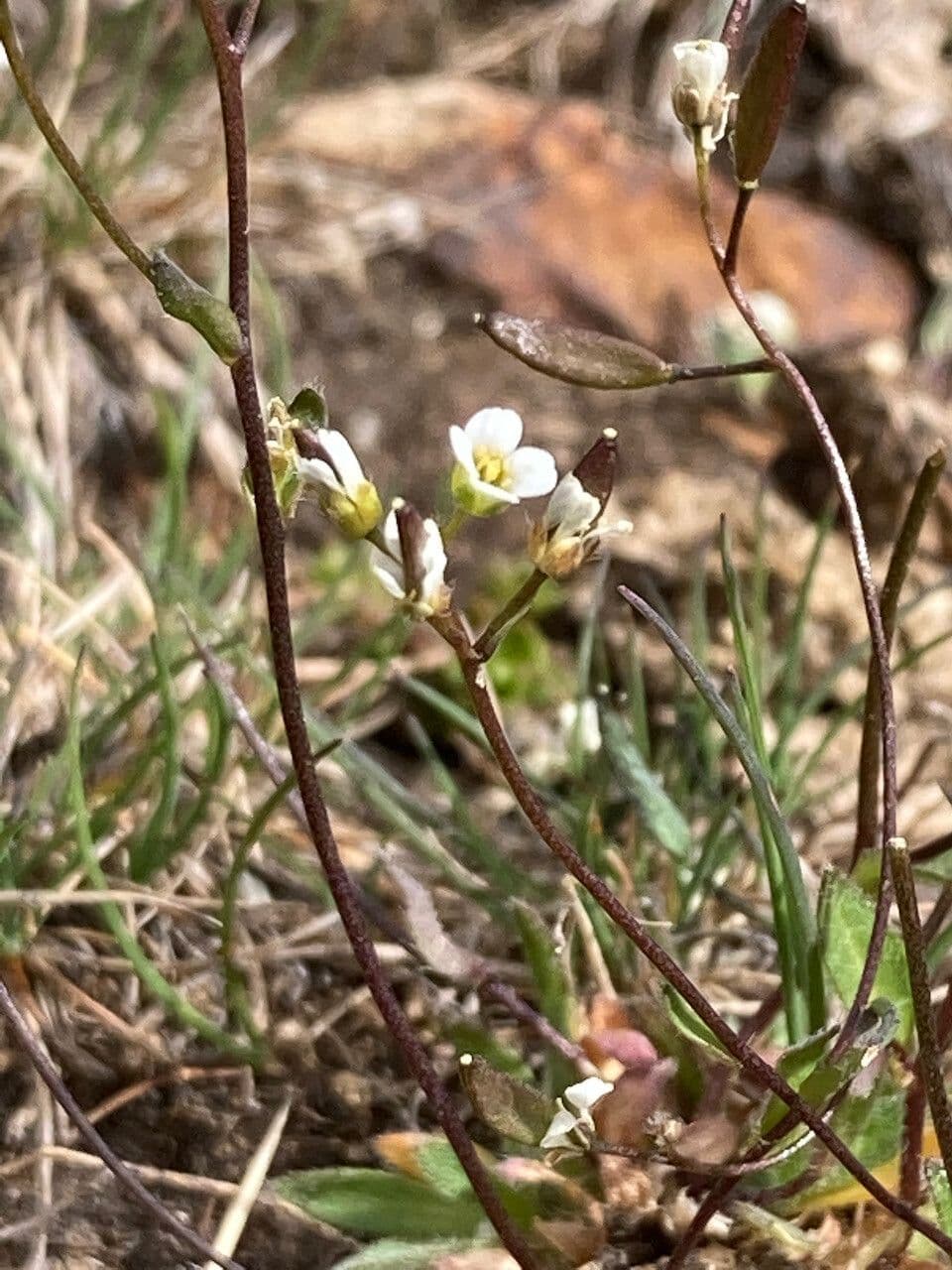 Draba 4